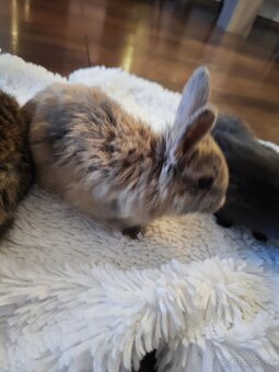 Predáme zakeslich zajačikov - 6