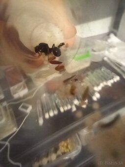 Kráľovny Messor Barbarus - 6