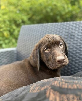 Šteniatka labradora – pripravené na odber - 6
