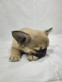 Francúzsky buldoček - 6