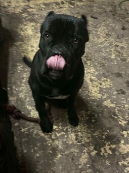Cane Corso pes na krytie - 6