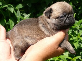 Mops - Štěňátka - 6