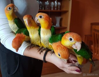 Amazónik bielobruchý- ručne dokŕmené mláďatká - 6