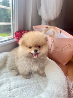 Pomeranian mini - 6