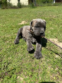 Cane corso - 6