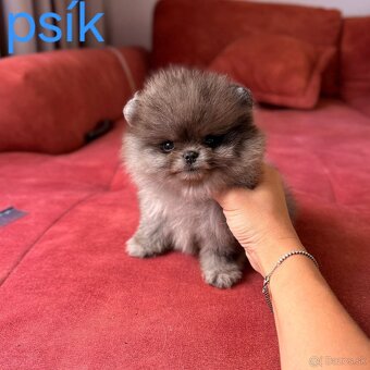 Pomeranian mini Boo - 6