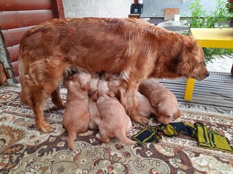 Predám šteniatka zlatý retriever - 6