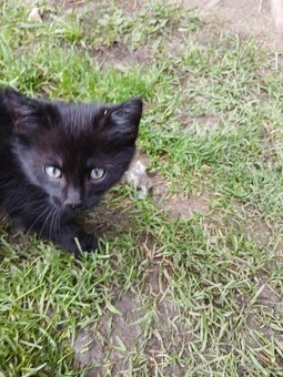 Darujeme maciatko - 6