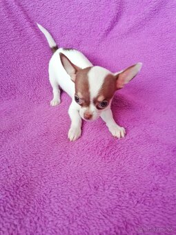 Čivava krátkosrstá - 6