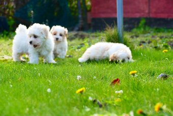 Maltipoo s doručením - 6