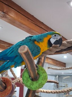 Ara ararauna - 6