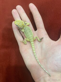 Agama Bradatá Mláďatá hypo + terárium na mieru - 6