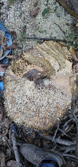 Predam orechove drevo - 6