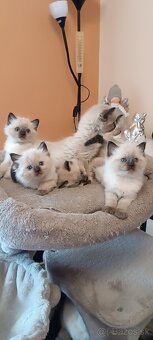 Ragdoll mačiatka, mačka - 6