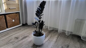 Zamioculcas Raven (čierny) - 6