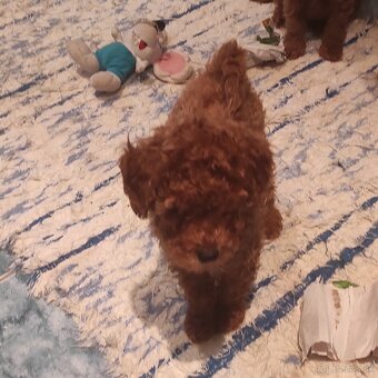 Pudel Trpaslíči - 6