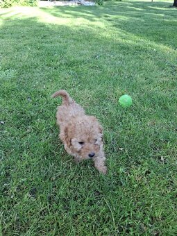 Maltipoo - 6