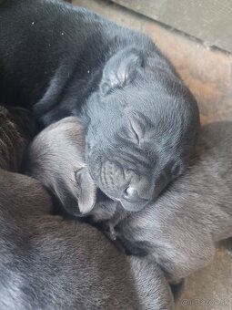Predám šteniatka Cane Corso + Bandog - 6