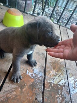 Predám šteniatka Cane Corso + Bandog - 6