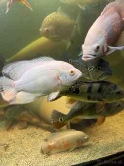 Ocellatus - 6
