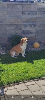 Beagle Bigl - 6