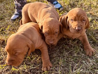 Maďarská vyžla šteniatka - 6