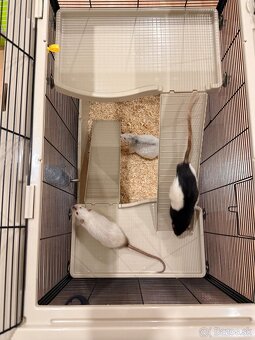 Hľadáme domov pre troch potkaníkov - 6