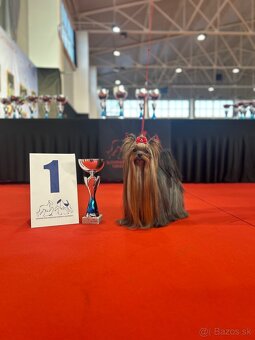 Yorkshire terrier, york - 6