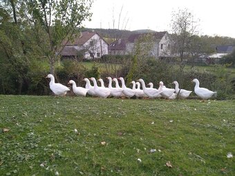 Slovenská biela hus - 6