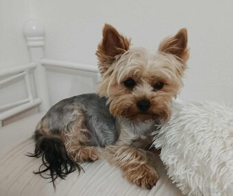 Yorkshire teriér šteniatka - 6