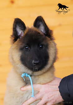 Belgický ovčiak Tervueren - šteniatka s PP na odber - 6