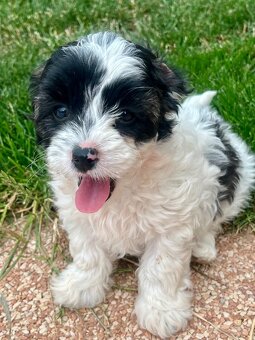 Maltipoo - 6