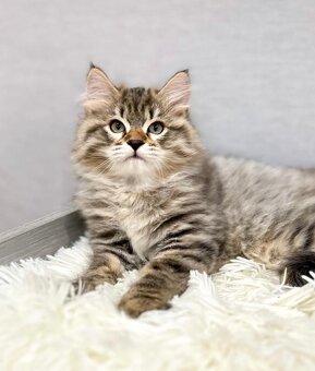 Krásne mačiatka plemena Ragdoll, Bengálsko a Maine Coon sú k - 6