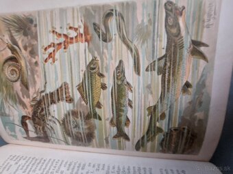 Naturgeshichte 19.storocie - 6