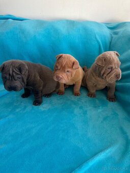 Sharpei,Shar-pei,šarpej - 6
