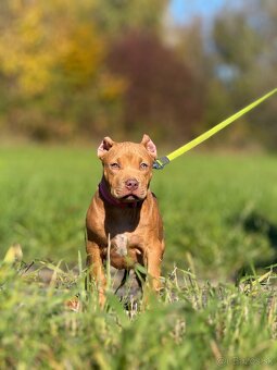 American bully ABKC - 6