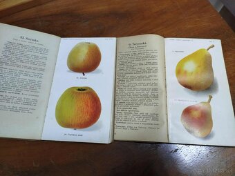 Lidová pomologie 1935 I. díl JABLKÁ 100 nejdůležitejších odr - 6