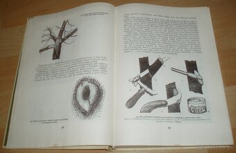 Štepenie, očkovanie a preštepovanie drevín - 6