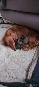 Jazvecik trp.kr. dlhosrsty s PP - 6