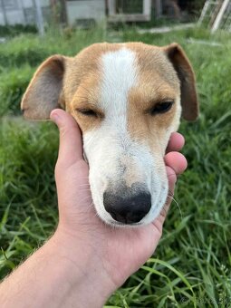 Darujem - Jack Russell Teriér - 6