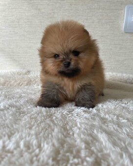 Pomeranian Boo - 6