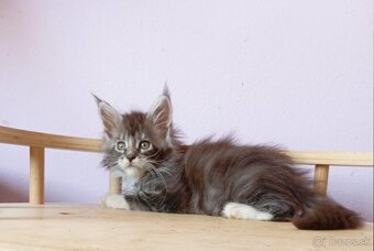 Maine Coon s PP - 6