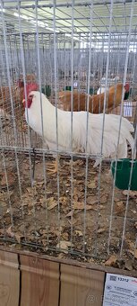 Kohúty Leghorn - 6