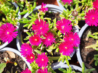 Delosperma - 6