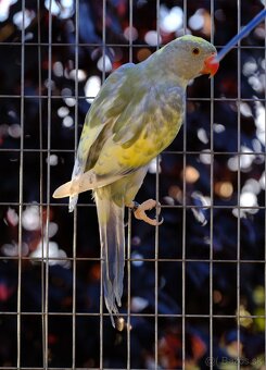 Alexander malý straky páry - 6