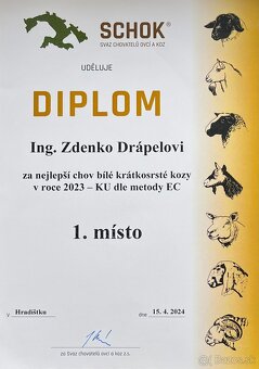 Česká bílá krátkosrstá koza. - 6
