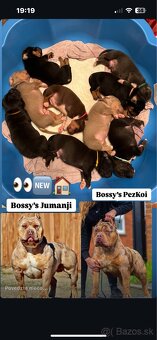 AMERICAN BULLY XL s PP - 6