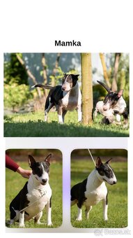 Mini bullterrier - Košice - 6