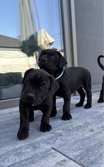 Americky bandog / Bandog - 6