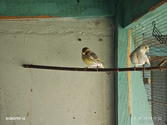 Kanarik žltý achat , žlto zelený - 6